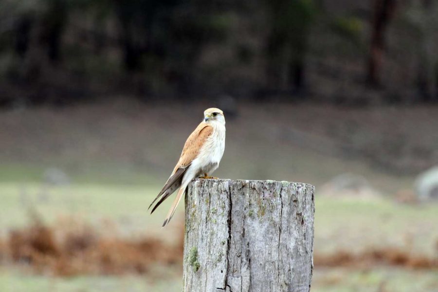 Wolgan Valley Eco Tours: Bird Watching
