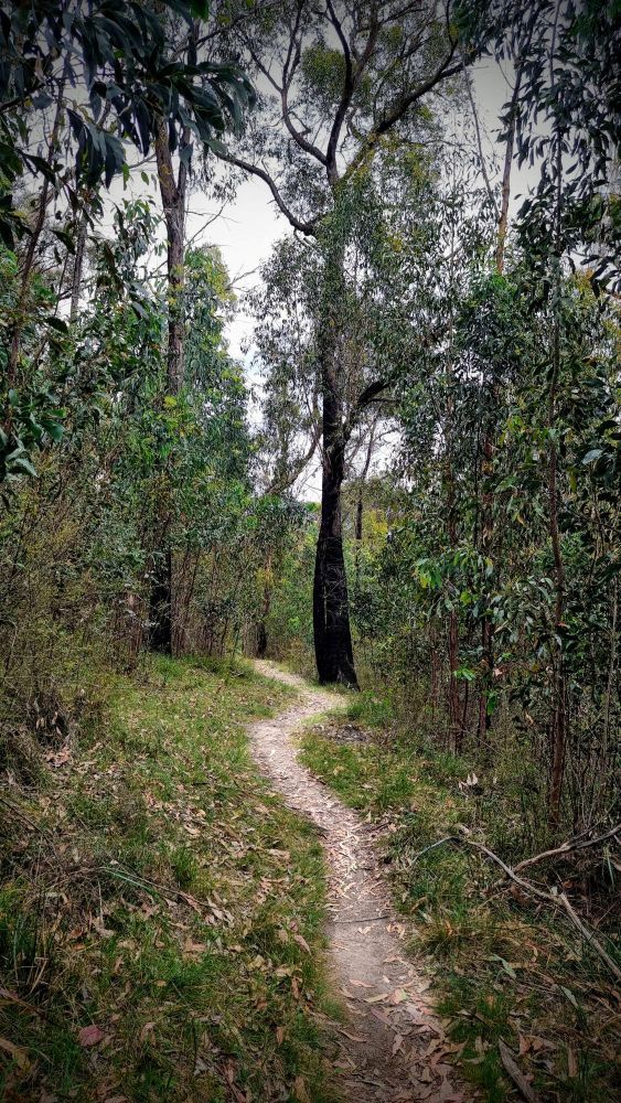 Hartley Valley 11 path through trees